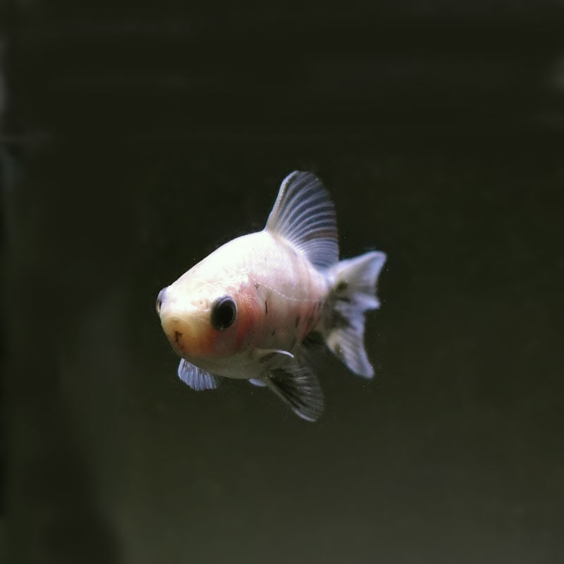 金魚王子】シルク朱文金 9±1cm前後 (個体番号：cde541) 金魚