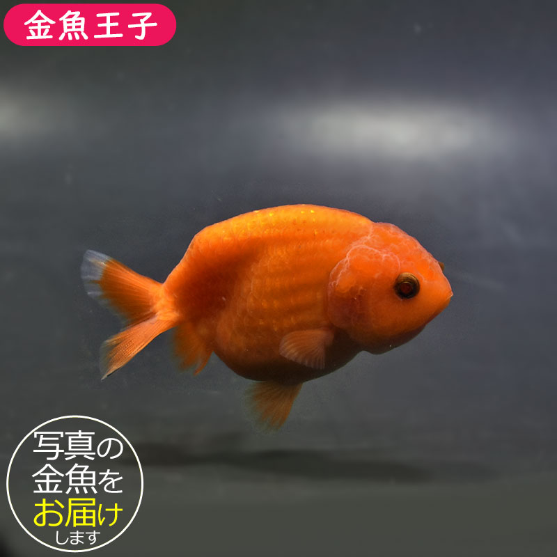金魚王子】もみじらんちゅう 7～8cm前後 (個体番号：xsw132) 金魚