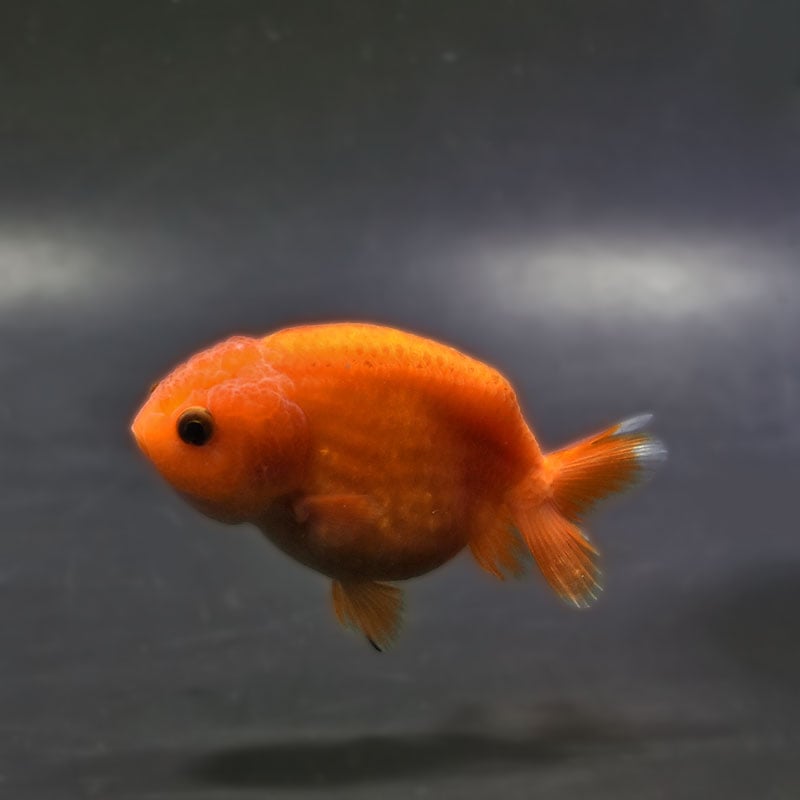 金魚王子】もみじらんちゅう 7～8cm前後 (個体番号：xsw132) 金魚