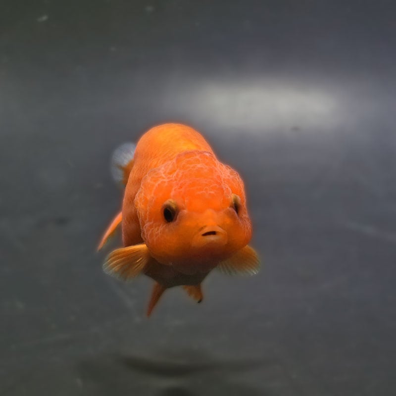 金魚王子】もみじらんちゅう 7～8cm前後 (個体番号：xsw132) 金魚