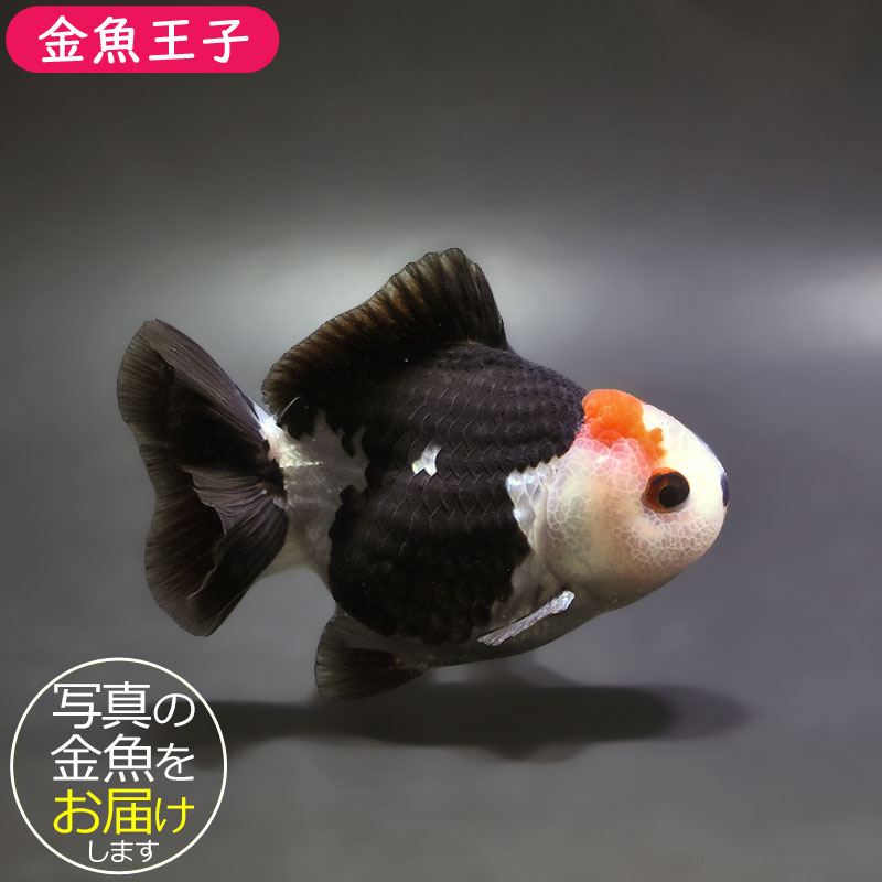 大型金魚。 大きくなる金魚の品種8選｜和金・オランダ系など大きく育つ金魚をご