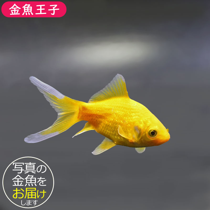 金魚王子】キラキラ 8～9cm前後 (個体番号：xsw972) 金魚 きんぎょ