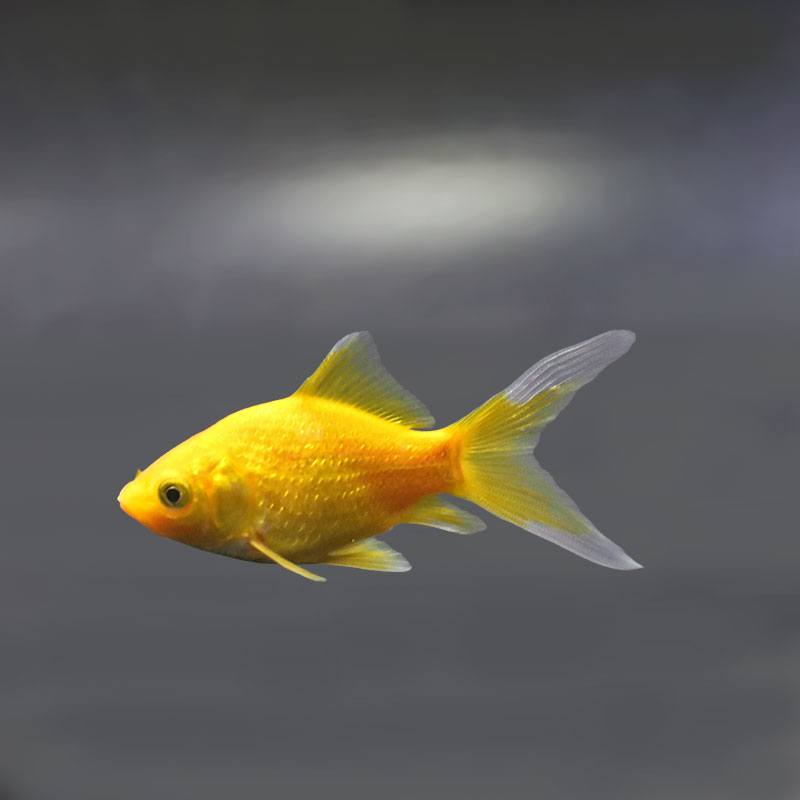 金魚王子】キラキラ 8～9cm前後 (個体番号：xsw972) 金魚 きんぎょ