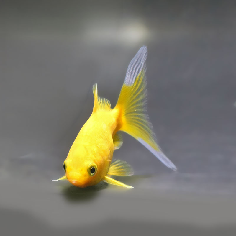 金魚王子】キラキラ 8～9cm前後 (個体番号：xsw972) 金魚 きんぎょ