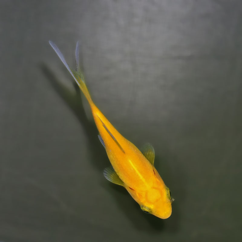 金魚王子】キラキラ 8～9cm前後 (個体番号：xsw972) 金魚 きんぎょ