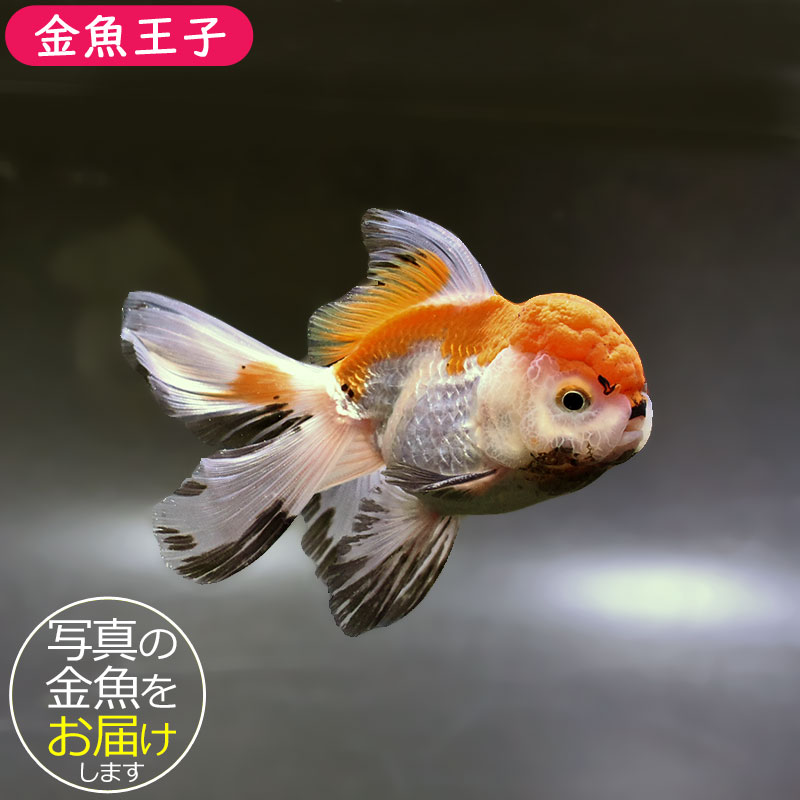 金魚王子】変わり柄バルーンオランダ 10±1cm前後 (個体番号：zaq251 