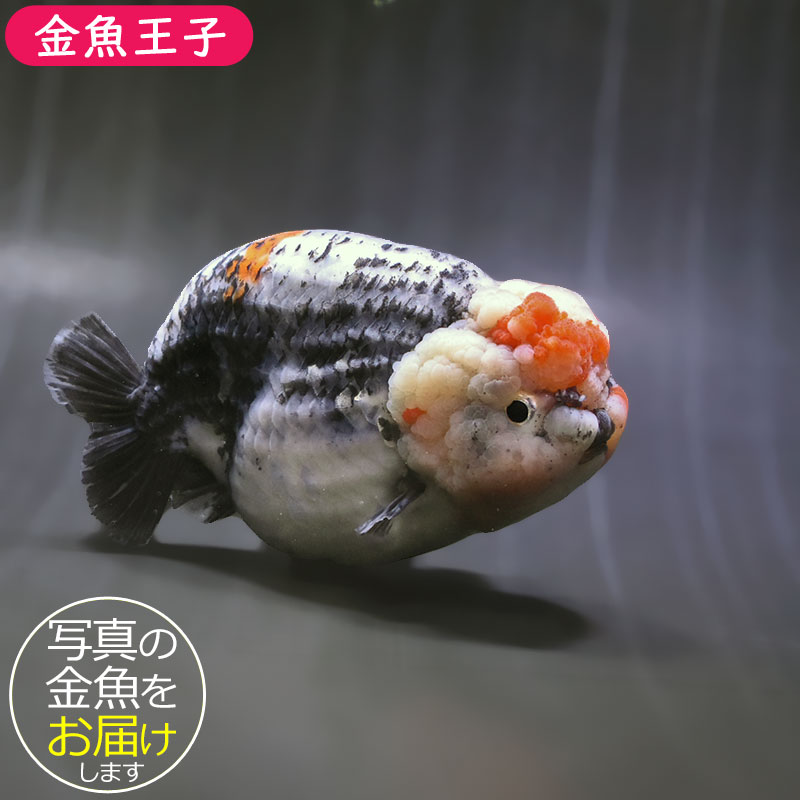 らんちゅう他 金魚王子】変わり柄らんちゅう 13cm前後 (個体番号：zaq601) 金魚