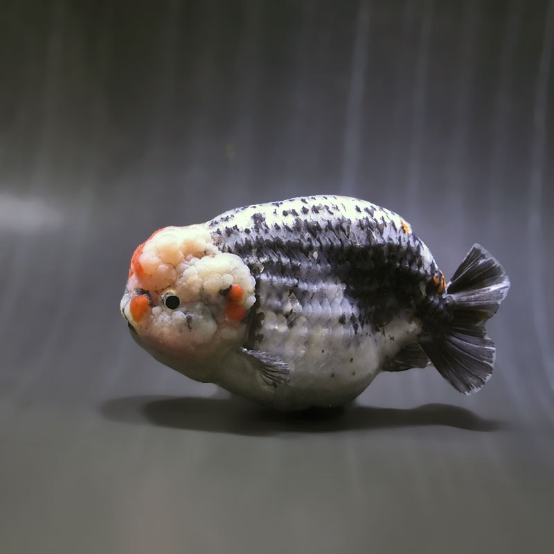 らんちゅう他 金魚王子】変わり柄らんちゅう 13cm前後 (個体番号：zaq601) 金魚