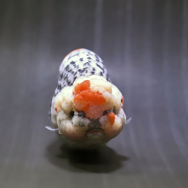 金魚王子】変わり柄らんちゅう 13cm前後 (個体番号：zaq601) 金魚