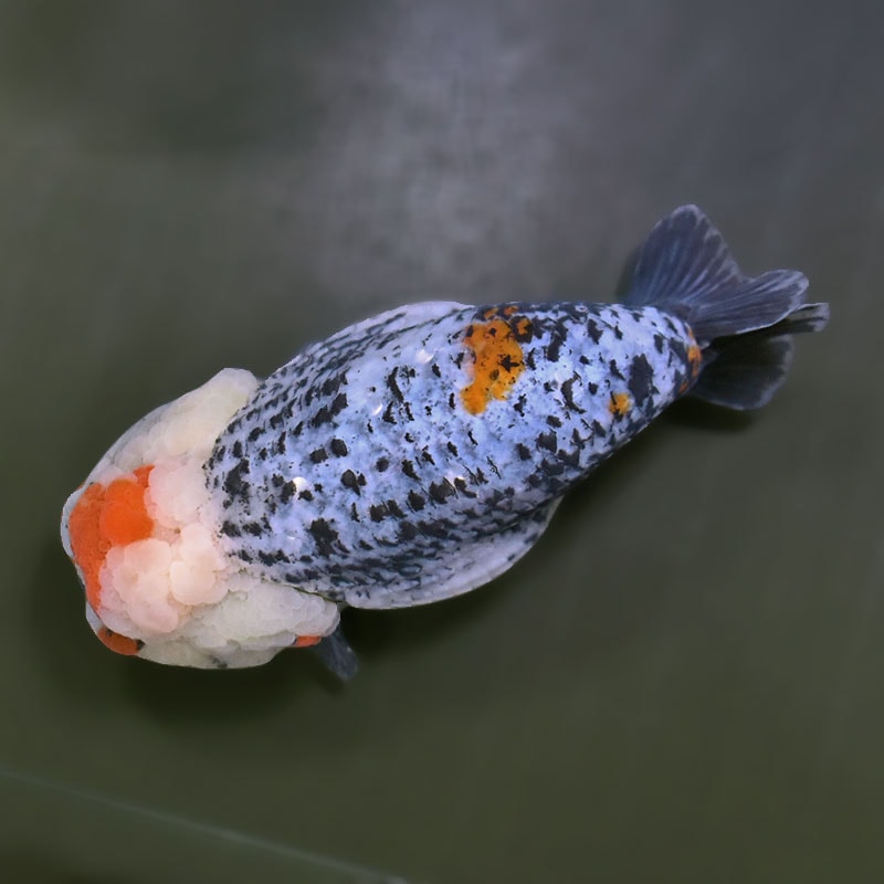 らんちゅう他 金魚王子】変わり柄らんちゅう 13cm前後 (個体番号：zaq601) 金魚