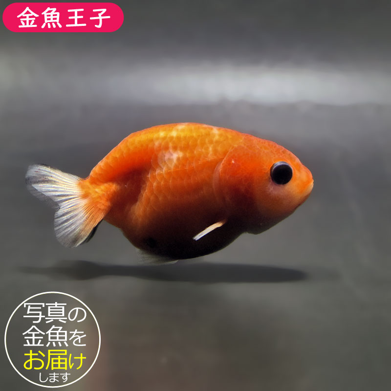 金魚王子】桜錦 6±1cm前後 (個体番号：zaq764) 金魚 きんぎょ 生体