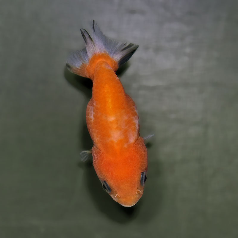 金魚王子】桜錦 6±1cm前後 (個体番号：zaq764) 金魚 きんぎょ 生体