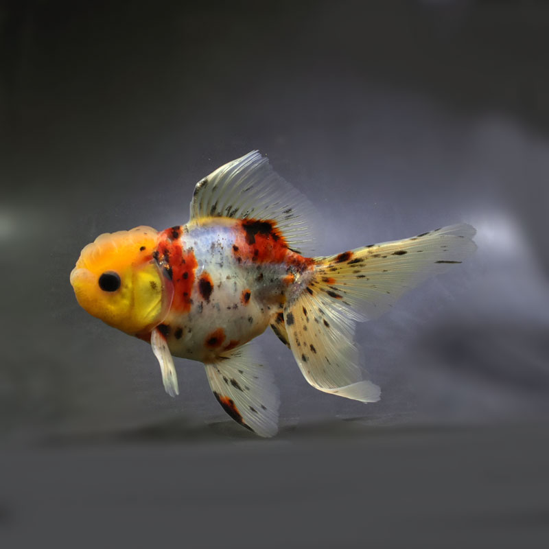 金魚一位　 金魚王子】東錦 13.5cm前後 (個体番号：cde141) 金魚 きんぎょ 生体