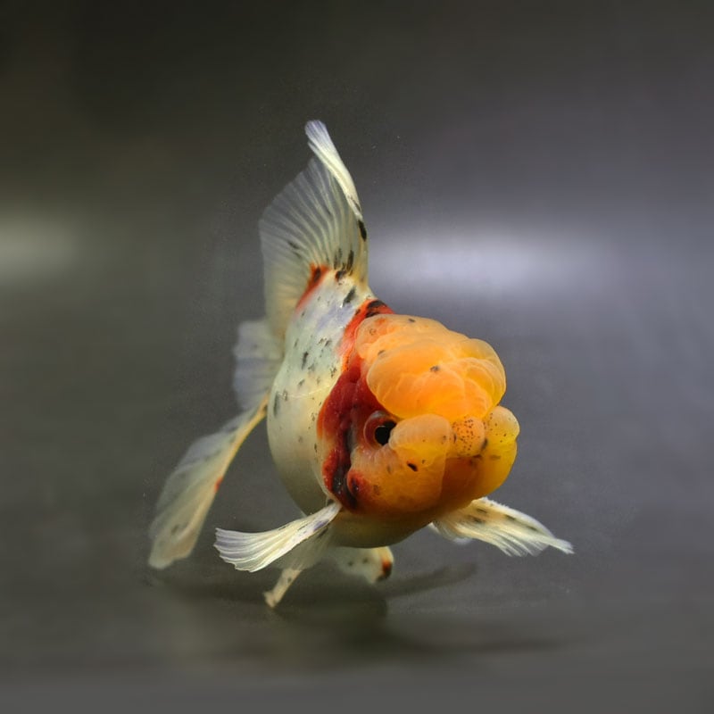 金魚王子】東錦 13.5cm前後 (個体番号：cde141) 金魚 きんぎょ 生体