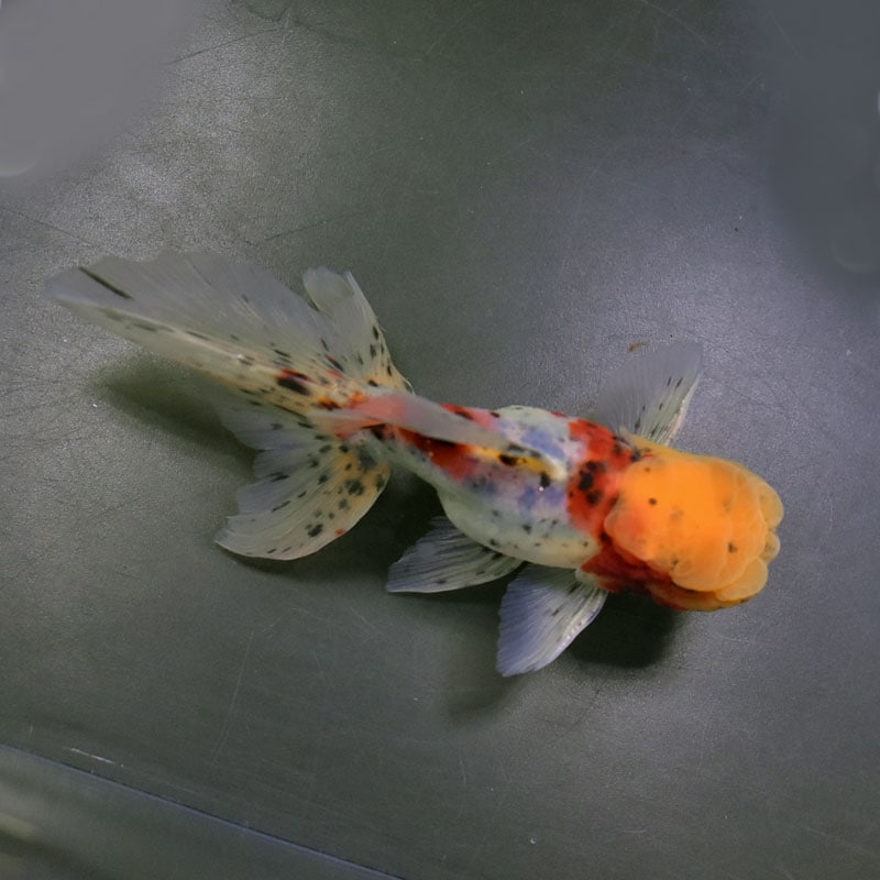 金魚王子】東錦 13.5cm前後 (個体番号：cde141) 金魚 きんぎょ 生体