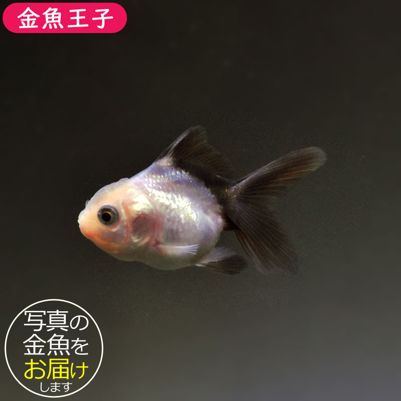 ベティ様　５点おまとめ ベティ様 5点おまとめ ベティ様 5点おまとめ-買い大人気