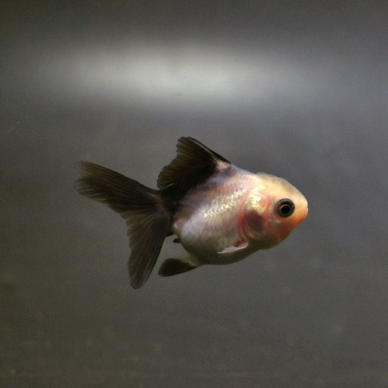 金魚王子】ベビー（白黒）オランダ 5±1cm前後 (個体番号：cde361