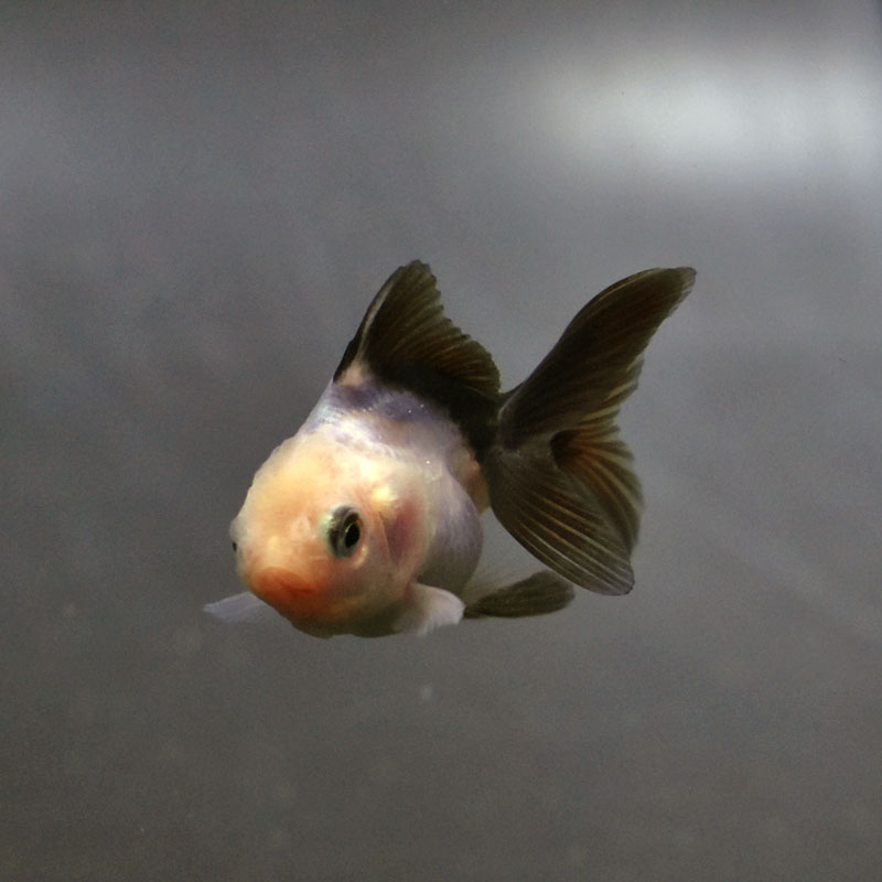 金魚一位　 楽天市場】鳳凰オランダ 1番 全長約13.5センチ 金魚 kingyo 金魚