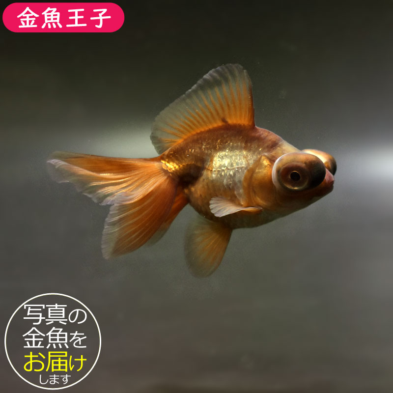 金魚王子】メノウ蝶尾 9±1cm前後 (個体番号：cde715) 金魚 きんぎょ