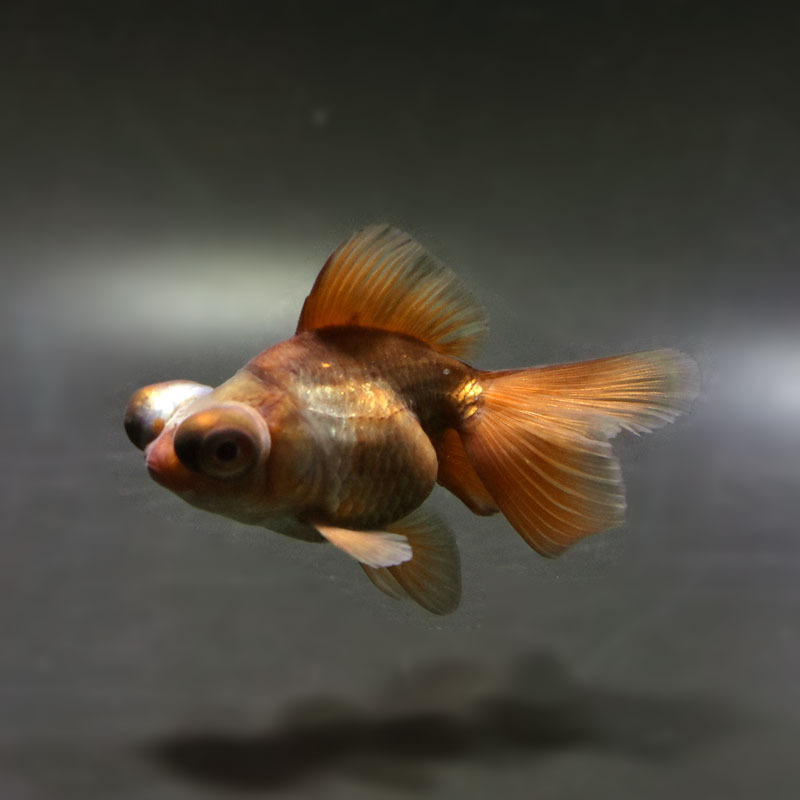 金魚王子】メノウ蝶尾 9±1cm前後 (個体番号：cde715) 金魚 きんぎょ