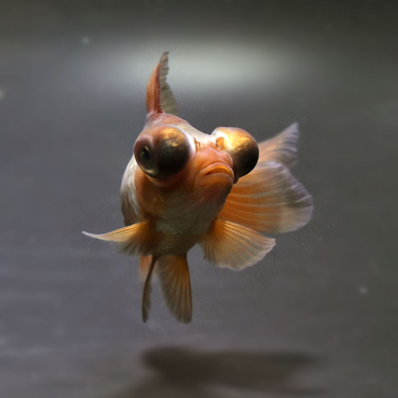 金魚王子】メノウ蝶尾 9±1cm前後 (個体番号：cde715) 金魚 きんぎょ