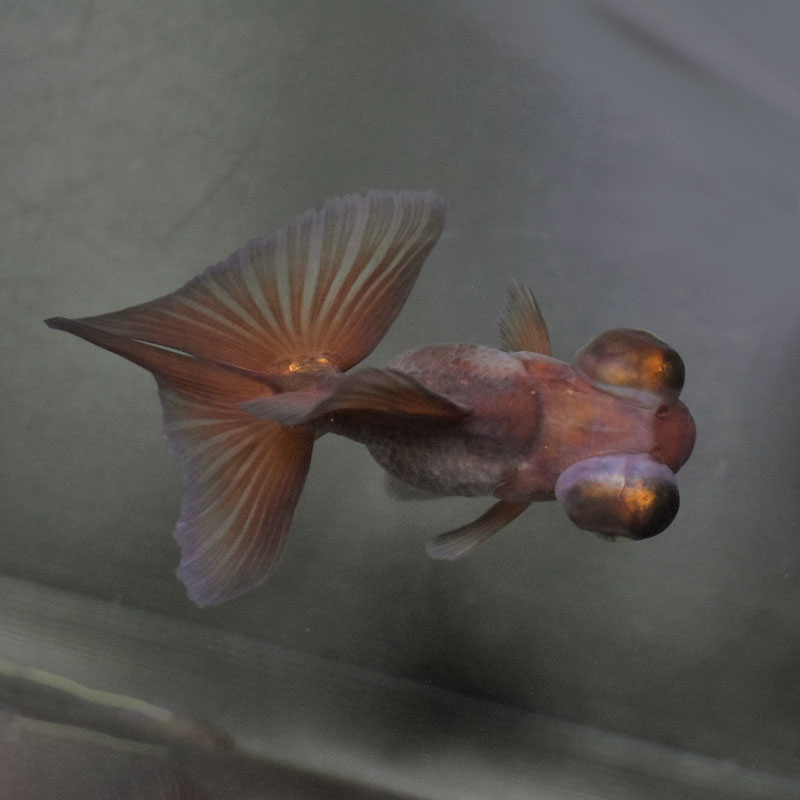 金魚王子】メノウ蝶尾 9±1cm前後 (個体番号：cde715) 金魚 きんぎょ