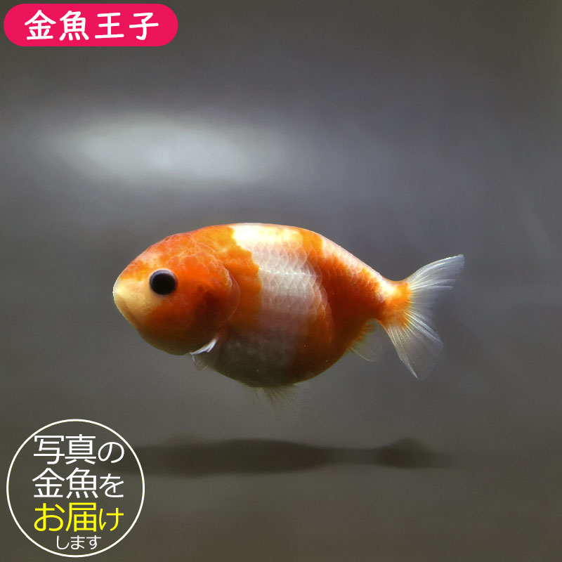 金魚王子】桜錦 7～8cm前後 (個体番号：xsw133) 金魚 きんぎょ 生体