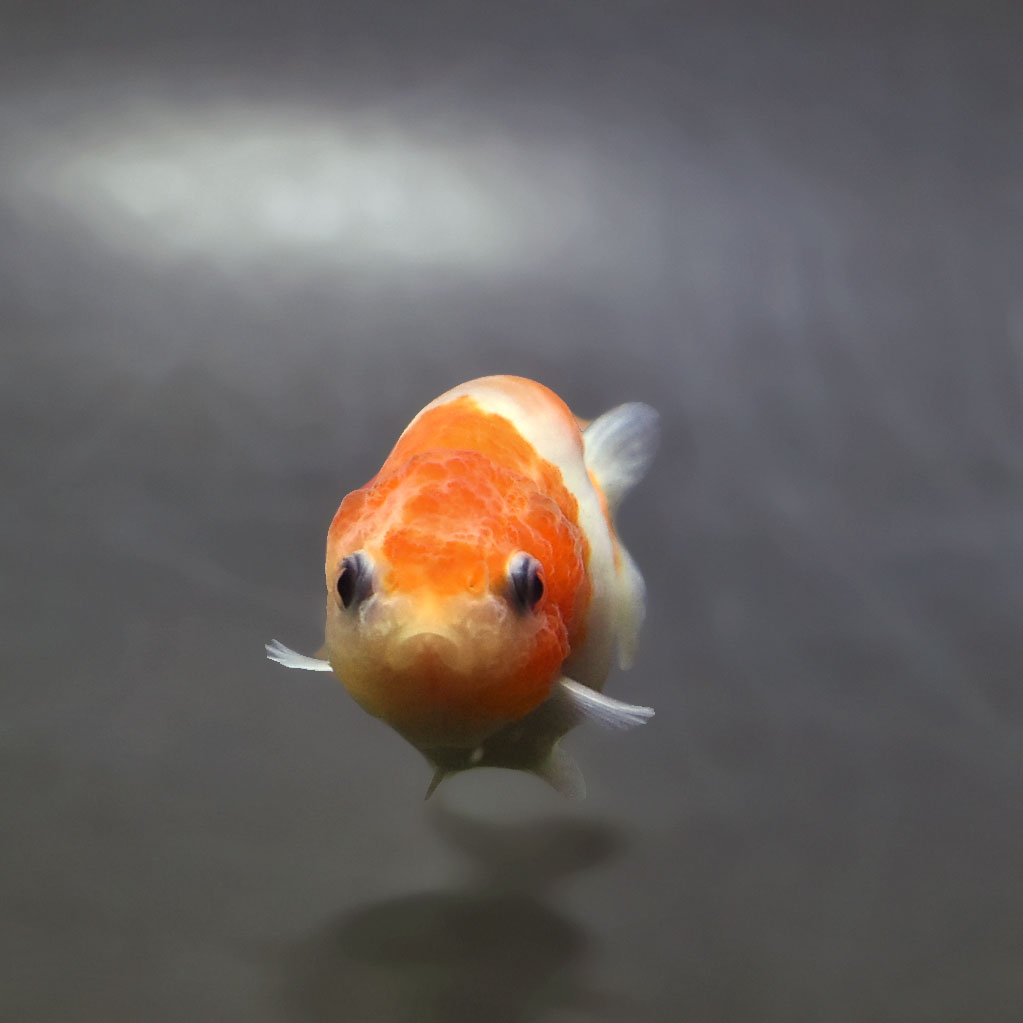 金魚 金魚王子】桜錦 7～8cm前後 (個体番号：xsw133) 金魚 きんぎょ 生体