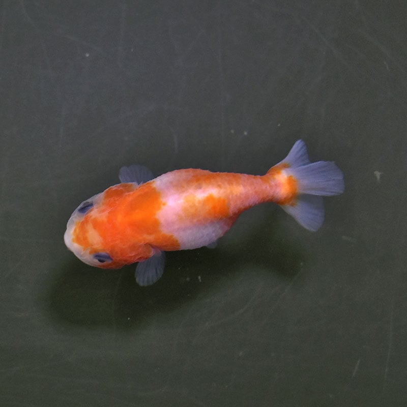 金魚 金魚王子】桜錦 12cm前後 (個体番号：xsw482) 金魚 きんぎょ 生体