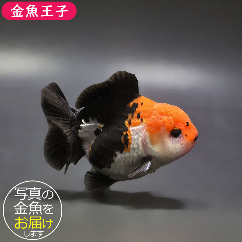 金魚王子】トリカラーオランダ 9±1cm前後 (個体番号：xsw463) 金魚