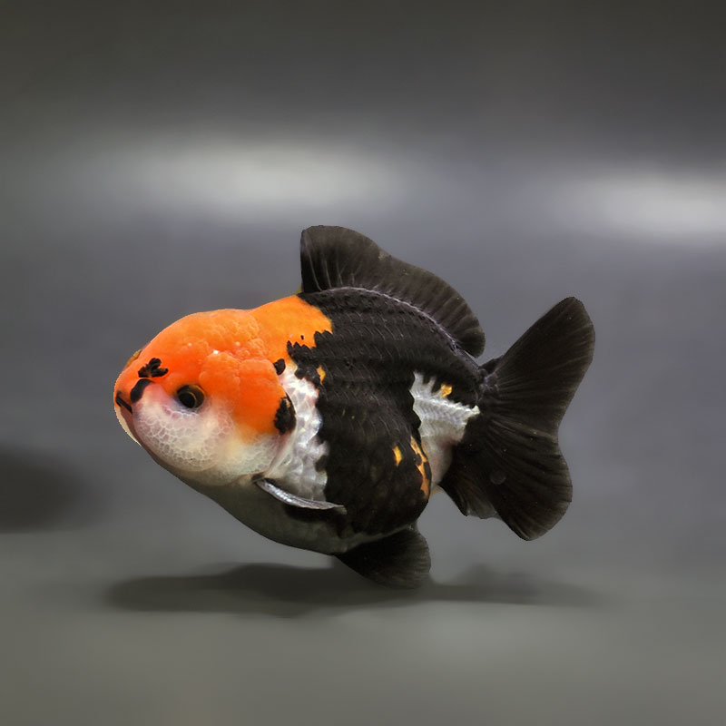 真っ黒オランダとトリカラーオランダの色変わり個体 金魚王子】トリカラーオランダ 9cm前後 (個体番号：cde739) 金魚