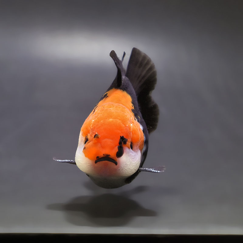 金魚王子】トリカラーオランダ 9±1cm前後 (個体番号：xsw463) 金魚