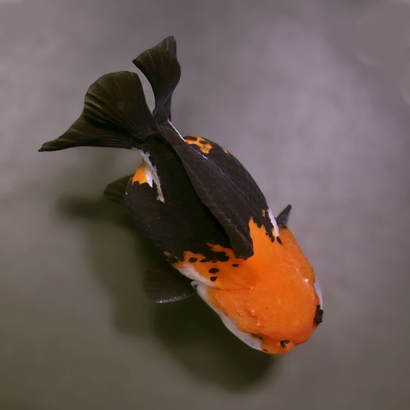 真っ黒オランダとトリカラーオランダの色変わり個体 金魚王子】トリカラーオランダ 9cm前後 (個体番号：cde739) 金魚