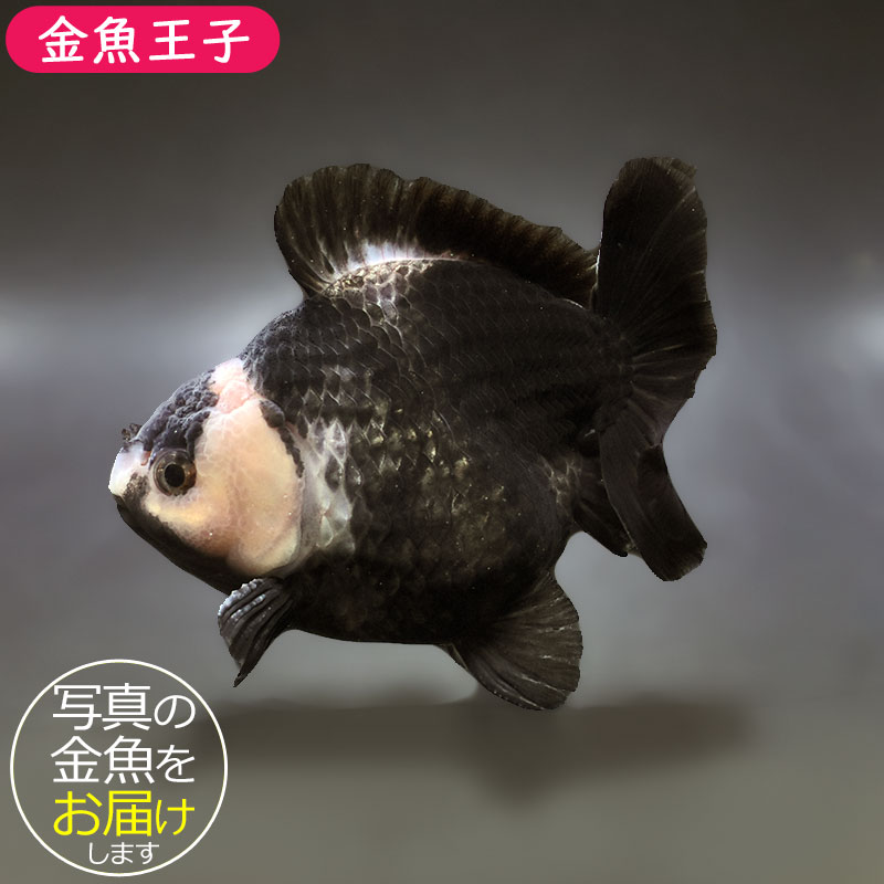 金魚王子】白黒ショートテールオランダ 12cm前後 (個体番号：xsw654