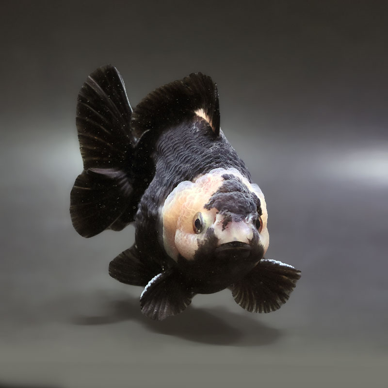 金魚王子】白黒ショートテールオランダ 12cm前後 (個体番号：xsw654