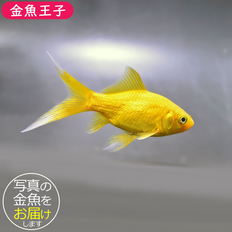 金魚王子】キラキラ 8～9cm前後 (個体番号：xsw973) 金魚 きんぎょ