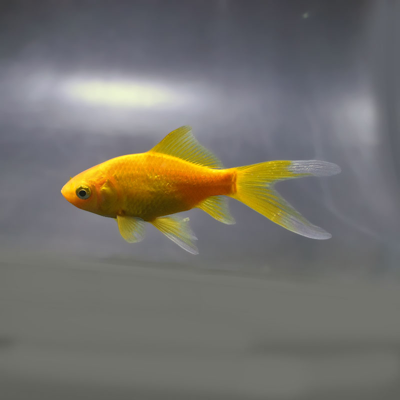 金魚王子】キラキラ 8～9cm前後 (個体番号：xsw973) 金魚 きんぎょ
