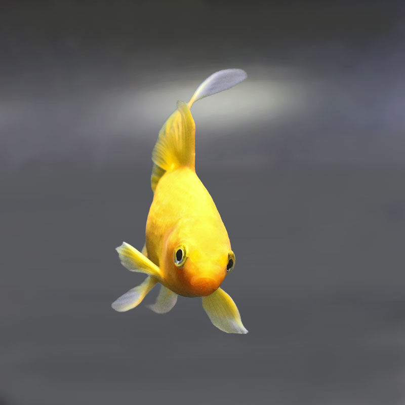 金魚王子】キラキラ 8～9cm前後 (個体番号：xsw973) 金魚 きんぎょ