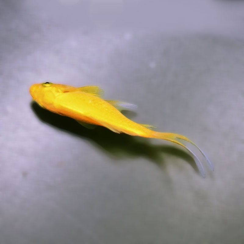金魚王子】キラキラ 8～9cm前後 (個体番号：xsw973) 金魚 きんぎょ