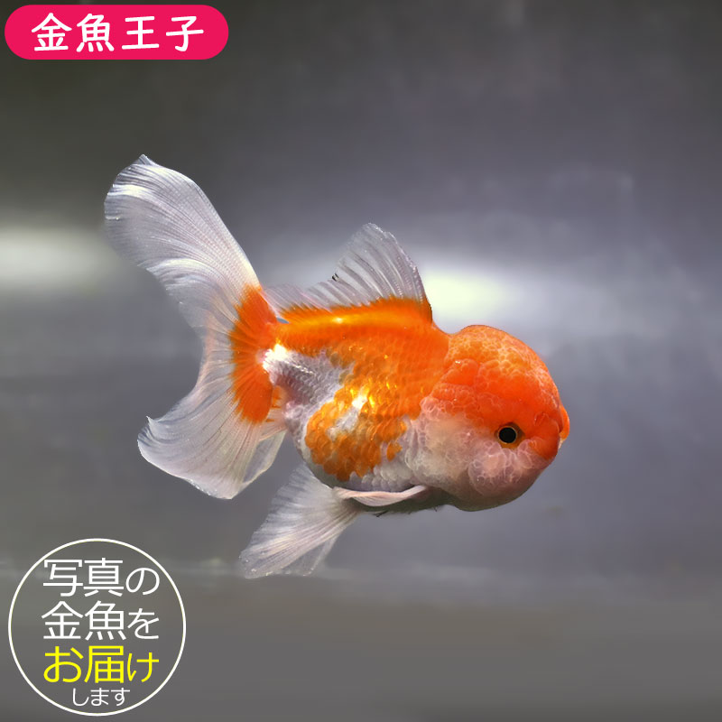 金魚 金魚王子】更紗バルーンオランダ 10±1cm前後 (個体番号：zaq252) 金魚