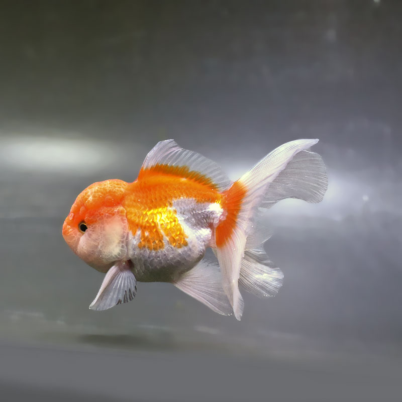 金魚王子】更紗バルーンオランダ 10±1cm前後 (個体番号：zaq252) 金魚