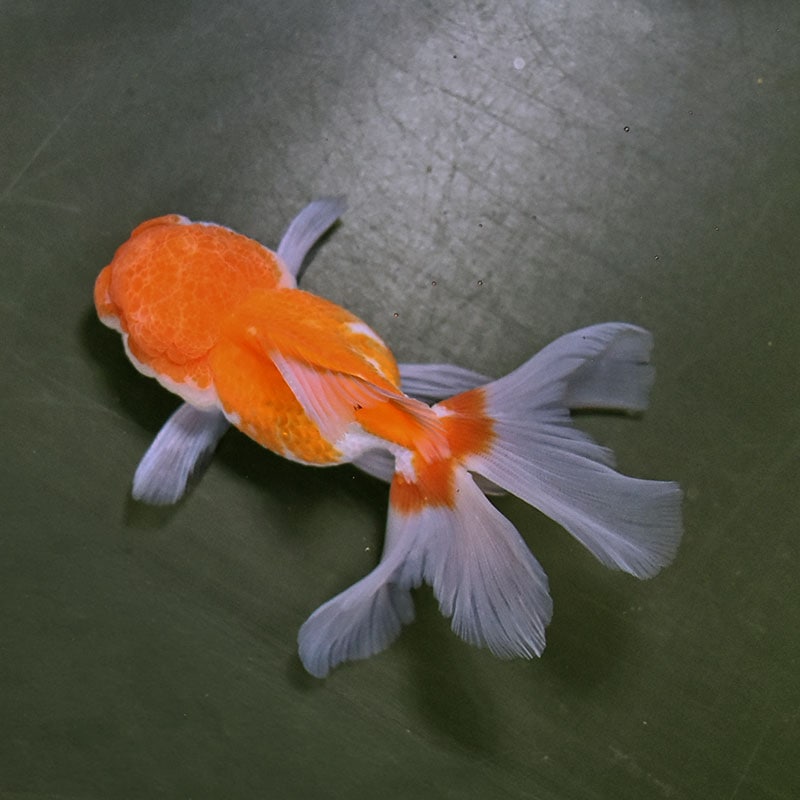 金魚王子】更紗バルーンオランダ 10±1cm前後 (個体番号：zaq252) 金魚