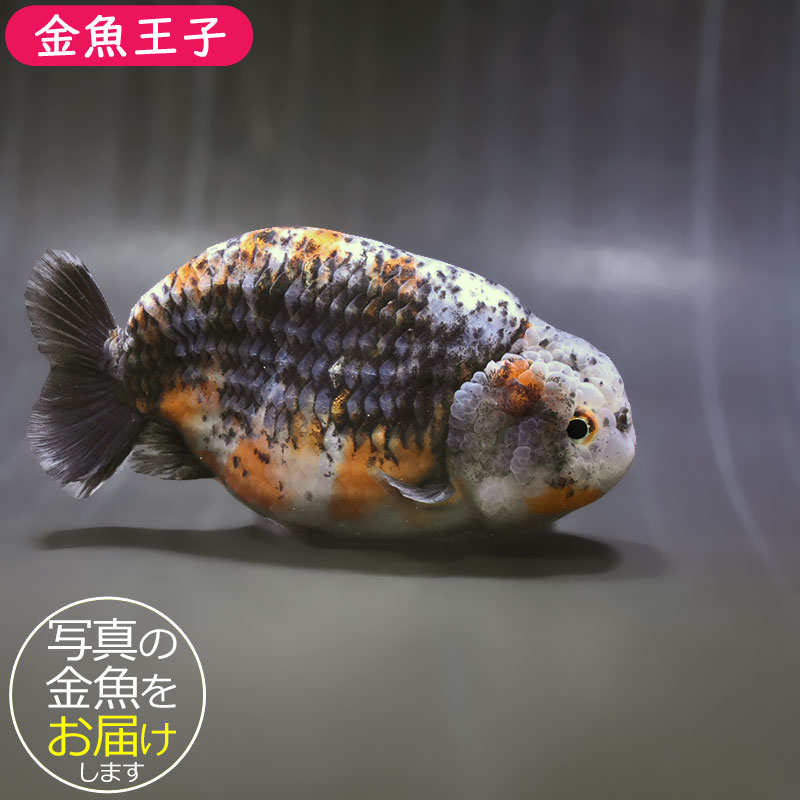ランチュウです✨ 金魚王子】変わり柄らんちゅう 14cm前後 (個体番号：zaq602) 金魚
