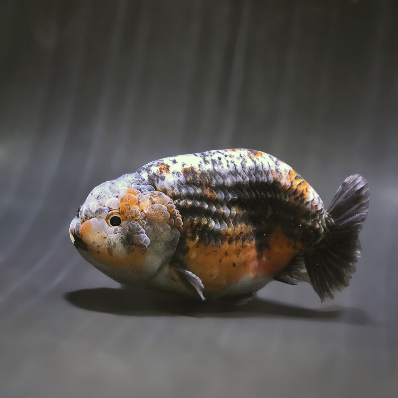 金魚王子】変わり柄らんちゅう 14cm前後 (個体番号：zaq602) 金魚
