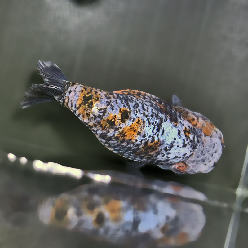 ランチュウです✨ 金魚王子】変わり柄らんちゅう 14cm前後 (個体番号：zaq602) 金魚