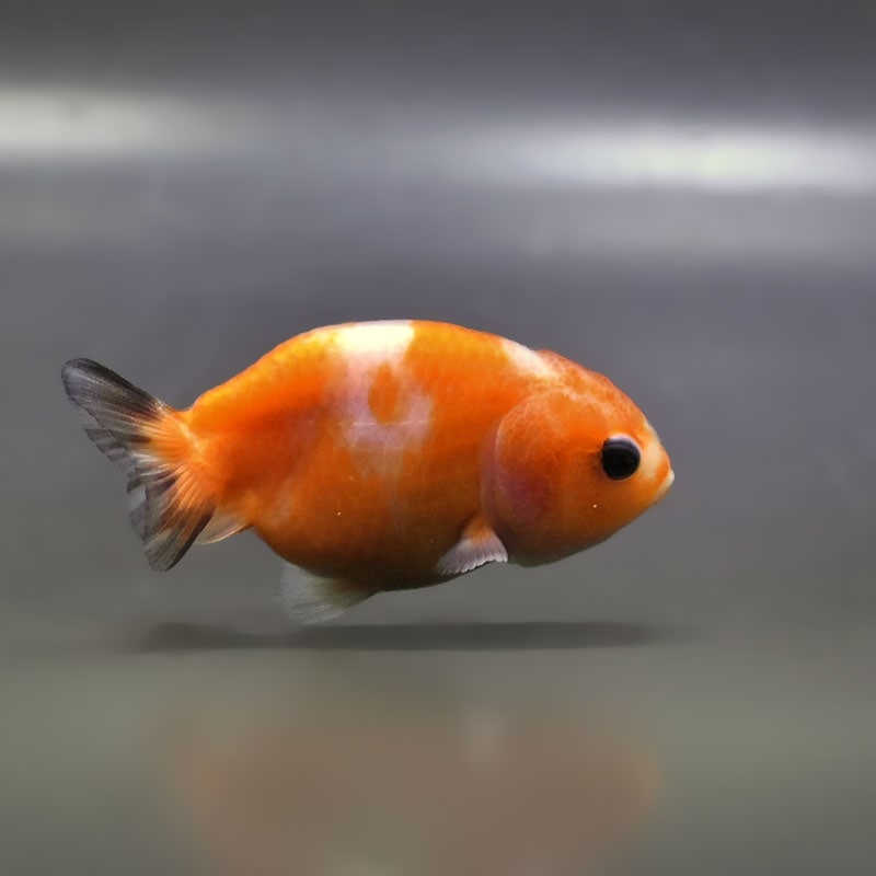 金魚王子】桜錦 6±1cm前後 (個体番号：zaq765) 金魚 きんぎょ 生体