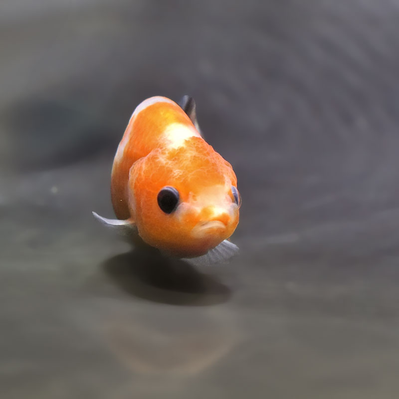 金魚王子】桜錦 6±1cm前後 (個体番号：zaq765) 金魚 きんぎょ 生体