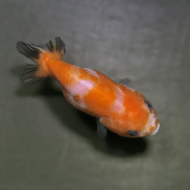 金魚王子】桜錦 6±1cm前後 (個体番号：zaq765) 金魚 きんぎょ 生体