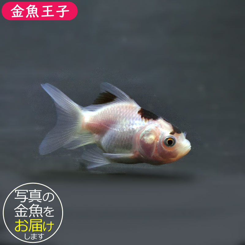金魚王子】ベビー（白黒）オランダ 5±1cm前後 (個体番号：cde362