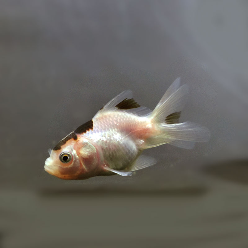 金魚 金魚王子】ベビー（白黒）オランダ 5±1cm前後 (個体番号：cde362